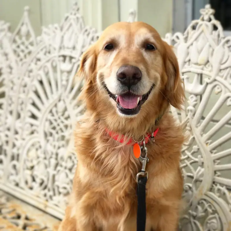 Summer, a golden retriever, smiling in front of a white iron screen